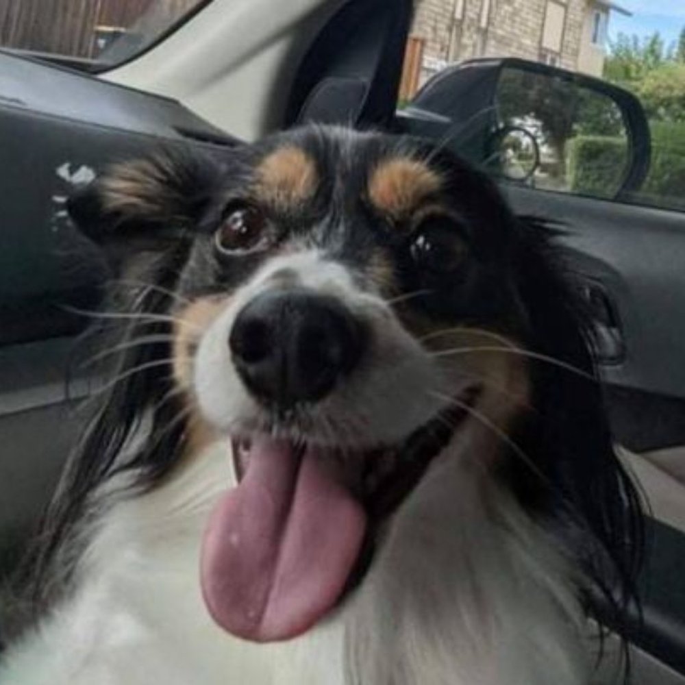 Meet your Posher, Zean